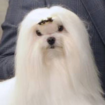 GCH Shinemore's Sub-Zero
